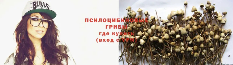 Псилоцибиновые грибы Psilocybine cubensis  Удомля 